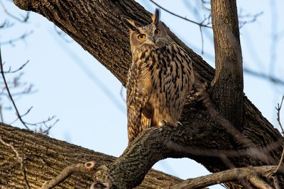Flaco the owl’s troubled freedom