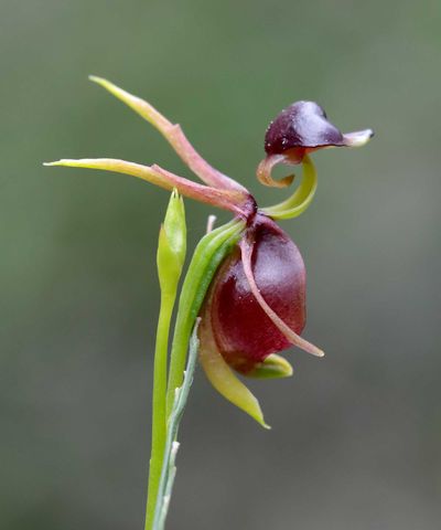 5 flowers that look like birds – from unusual orchids to large, tropical beauties, these striking blooms bear an uncanny resemblance to our feathered friends