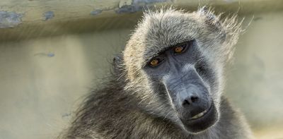 Baboons and human fear: a deep history behind the cruel attacks in South Africa