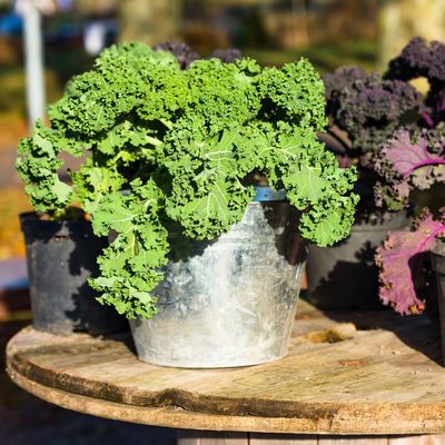 Grow these 7 vegetables at home to save money on your shopping bill – they taste even more delicious home-grown