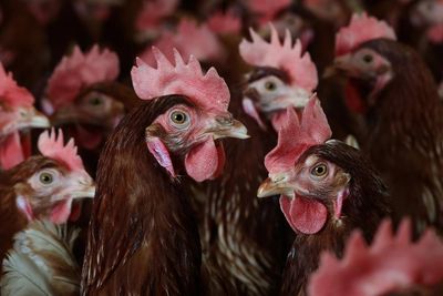 US agriculture department says it accidentally fired bird flu officials