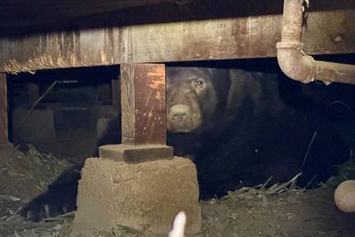 ‘It’s definitely not moving’: another bear makes evacuated LA home its own