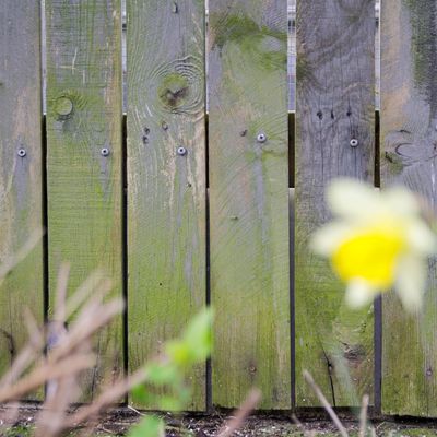 How to remove algae from a fence — 4 methods that will banish the green and prevent wood rot