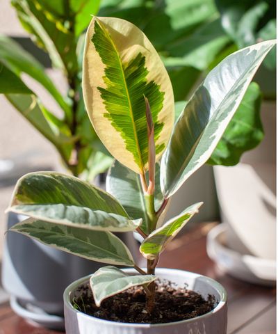 I made these 3 changes to save my variegated rubber plant from losing all of its foliage – here's how you can stop leaf drop, too