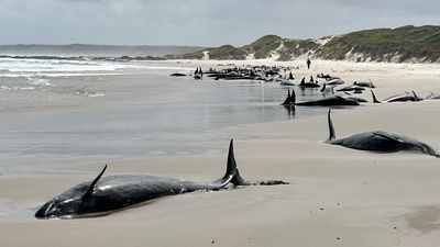 Whales may be left on beach after grim euthanasia call