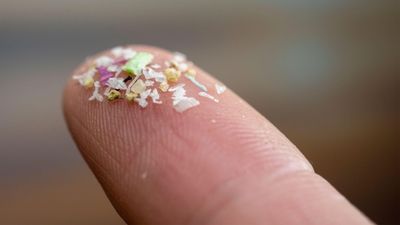 'Plastics are there and seem to be getting worse': Viral study of microplastics in human brains shows worrisome trend, but has flaws