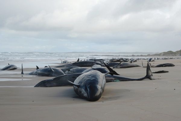 Tasmanian authorities begin euthanising stranded whales