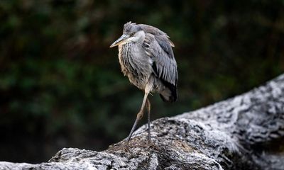 Weatherwatch: how bitter cold of February 1917 quietened Britain’s birds