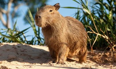 Council brawls, suspicious blood and rampant capybaras – take the Thursday quiz