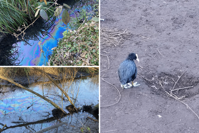 River Wandle oil spill has 'undone decades of work' to return wildlife to London river, MP warns