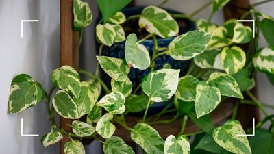 How to care for a pothos plant: an expert guide on looking after this fast-growing favourite