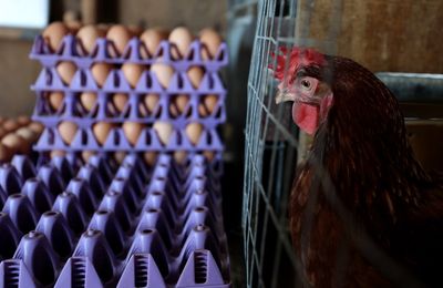 Senators from both parties demand Trump administration take action against bird flu: ‘A new urgency is required’