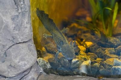 Preserving Mexico's Axolotl And Chinampas For Future Generations