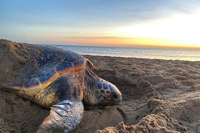 Turtles are changing their nesting patterns in response to climate change - and potential extinction