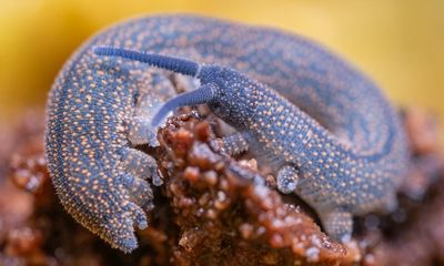 Worm-like creature with ‘dark secret’ wins New Zealand bug of the year award