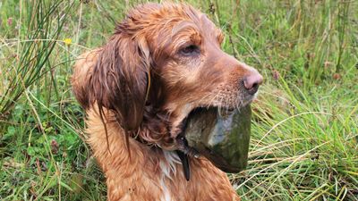 Should you be worried if you dog picks up a rock? Here’s what one trainer recommends you do