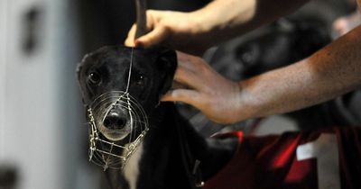 The pain and trauma is personal for me. Why won't Scotland ban greyhound racing?