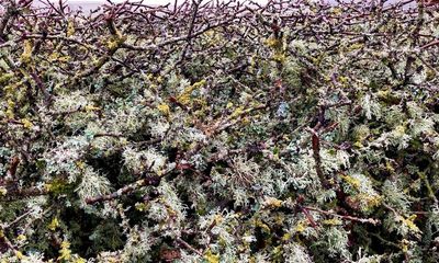 Country diary: A copious display of lichen – how did it get here?