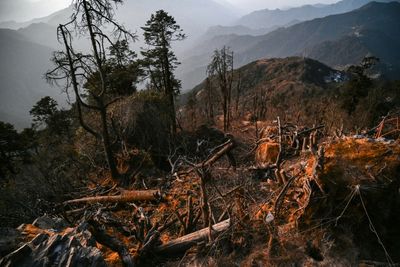 Nepal Community Fights To Save Sacred Forests From Cable Cars