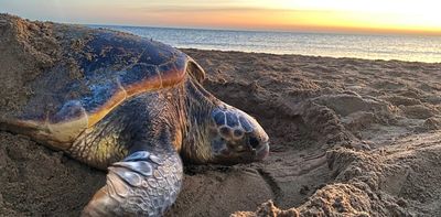 Climate change could make more turtles female – but some are starting to adapt