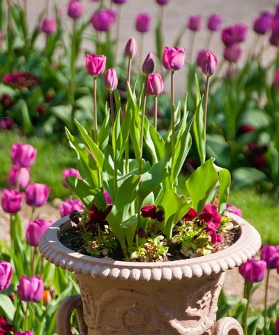 Spring planter ideas to transform your yard – 7 colorful and impactful ways to kickstart the growing season