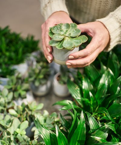 These 3 houseplants can improve your microbiome, according to a horticultural therapist, who reveals how indoor plants boost your immunity