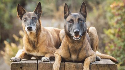 The Belgian Malinois is highly active, loyal and incredibly protective, but is this controversial breed favored by the military right for you?