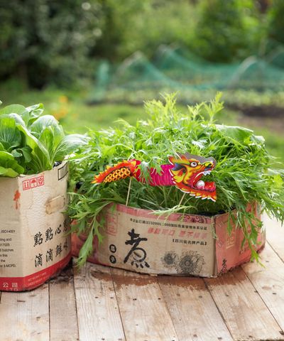 How to reuse cardboard in the garden – 6 clever ways repurposing delivery boxes can benefit your yard
