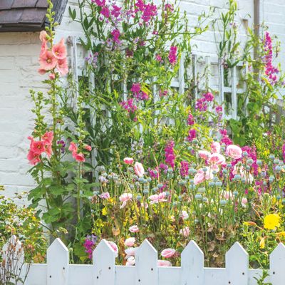 When to plant hollyhock seeds – you have two windows a year to choose from