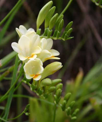 How to plant freesia bulbs – a step-by-step expert guide for failsafe, delicate blooms with exquisite scent