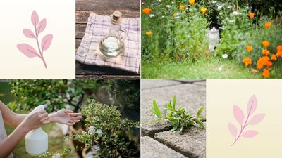 7 ingenious ways to use white vinegar in your garden as a cost-effective, natural aid