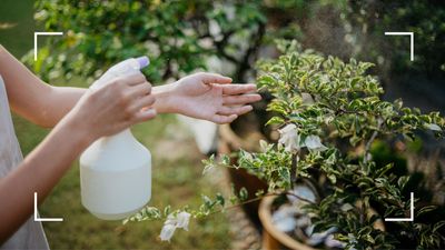 How to use white vinegar in your garden – 7 ingenious ways of using this natural cleaning agent