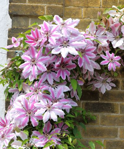 Expert horticulturists reveal 5 clematis pruning mistakes to avoid if you want spectacular floral displays