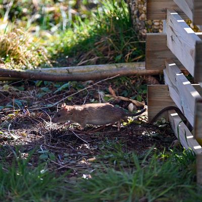 Rats in the compost bin? Here's what to do about it, according to pest experts