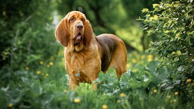 The bloodhound is soft breed that thrives on pleasing people –would you give the ‘king of tracking dogs’ a home?