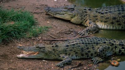 Crocodiles are overheating due to climate change — and it's changing their behavior