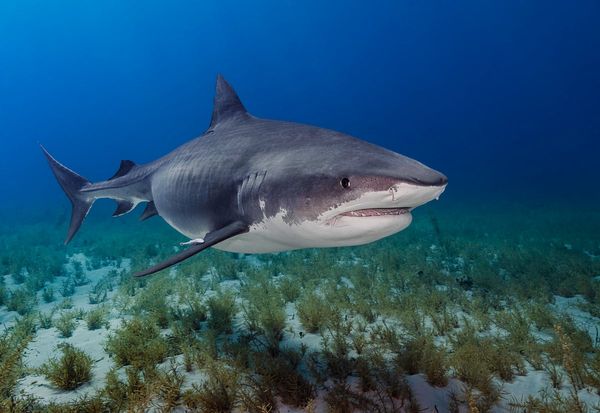 Man, 29, bitten by shark off Queensland coast in second attack in a month