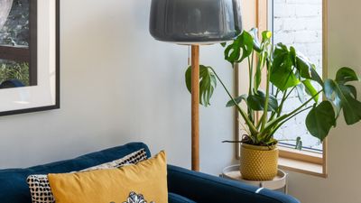 Which Are the Best Houseplants for Releasing Oxygen? 7 Picks That Will Bring a Sense of Freshness to Your Home