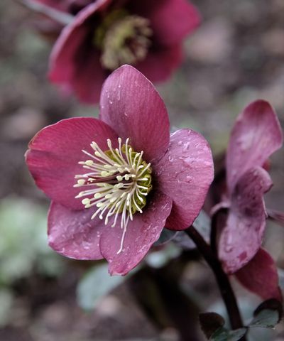 Best plants for early spring pollinators – 5 nectar-rich species to support bees and butterflies, plus expert advice on how to grow them