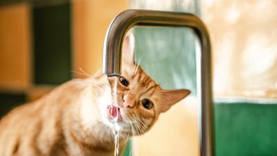 What should cats really be drinking? Our vet shares her recommendations and what to avoid at all costs