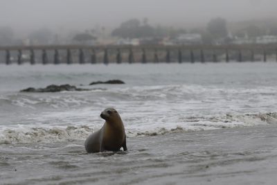 More than a dozen ‘suffering and confused’ sea lions spotted on Malibu beaches prompting poisoning concerns