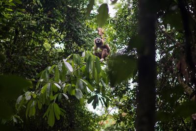 More than half of countries are ignoring biodiversity pledges – analysis