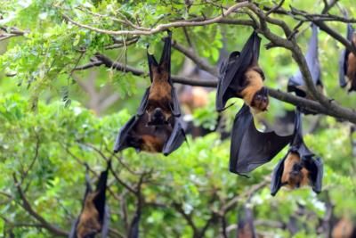 New Bat Coronavirus HKU5-Cov-2 Raises Pandemic Concerns