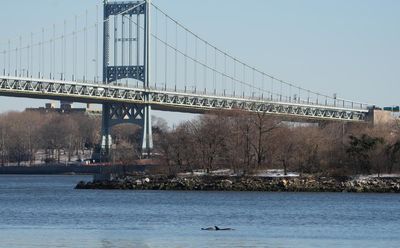 ‘Super exciting’ visit of dolphins to East River offers hope of cleaner New York