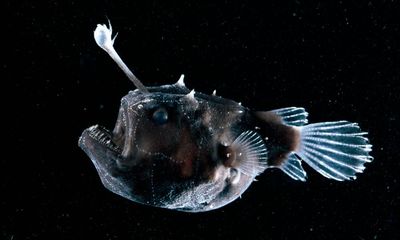 How do I know young women are not OK? Their devastation over a doomed anglerfish