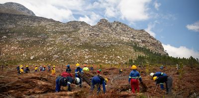 South Africa’s famous fynbos must be preserved – but burning invasive plants on site isn’t the best strategy