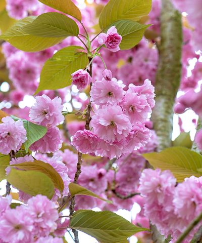 How to grow flowering cherry trees in pots – expert advice for masses of blossom that will transform even the smallest spaces