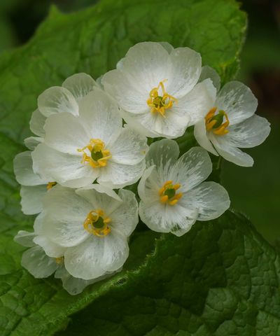 How to grow a skeleton flower – for an unusual woodland plant with petals that turn transparent in the rain