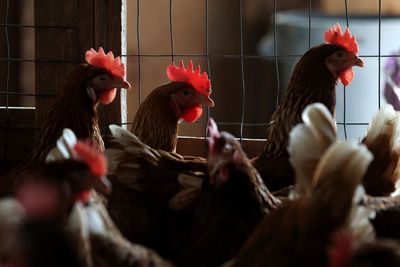 Two people in US hospitalized with bird flu, CDC reports