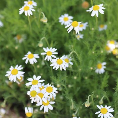 5 best native plants to stop weeds – make caring for your garden easier while adding some beauty